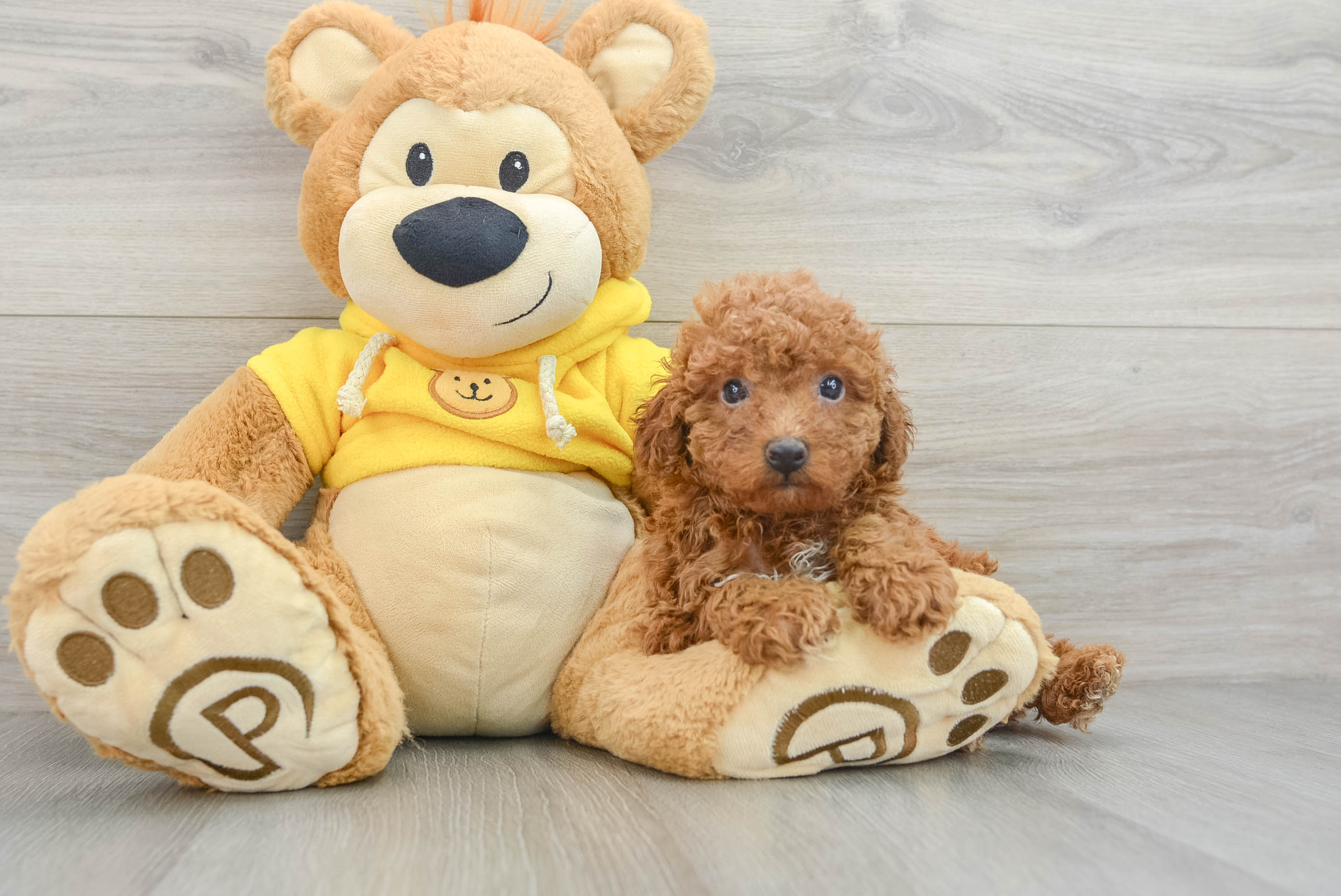 Poodle Puppy for Adoption