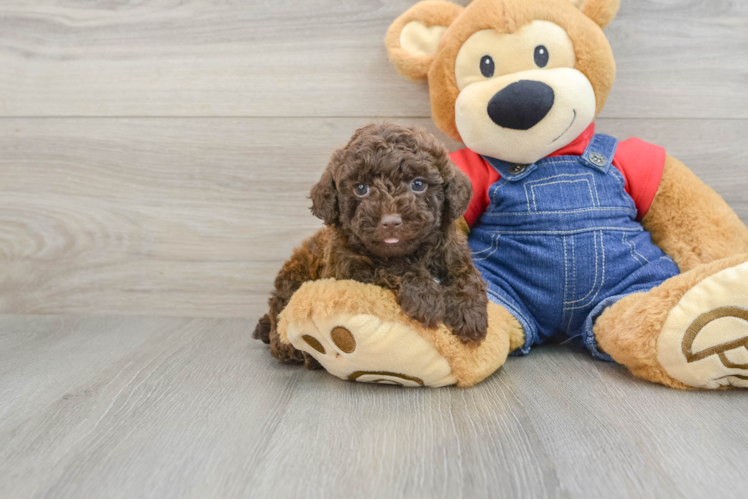 Friendly Poodle Purebred Pup