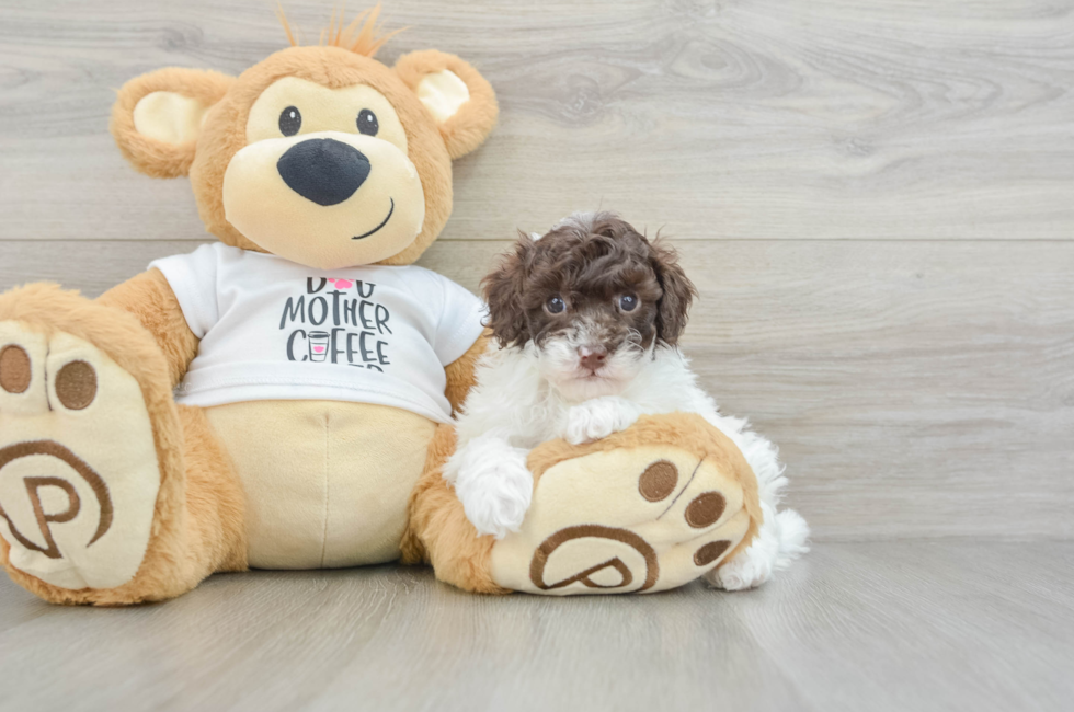 5 week old Poodle Puppy For Sale - Pilesgrove Pups