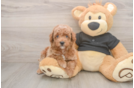 Akc Registered Poodle Baby