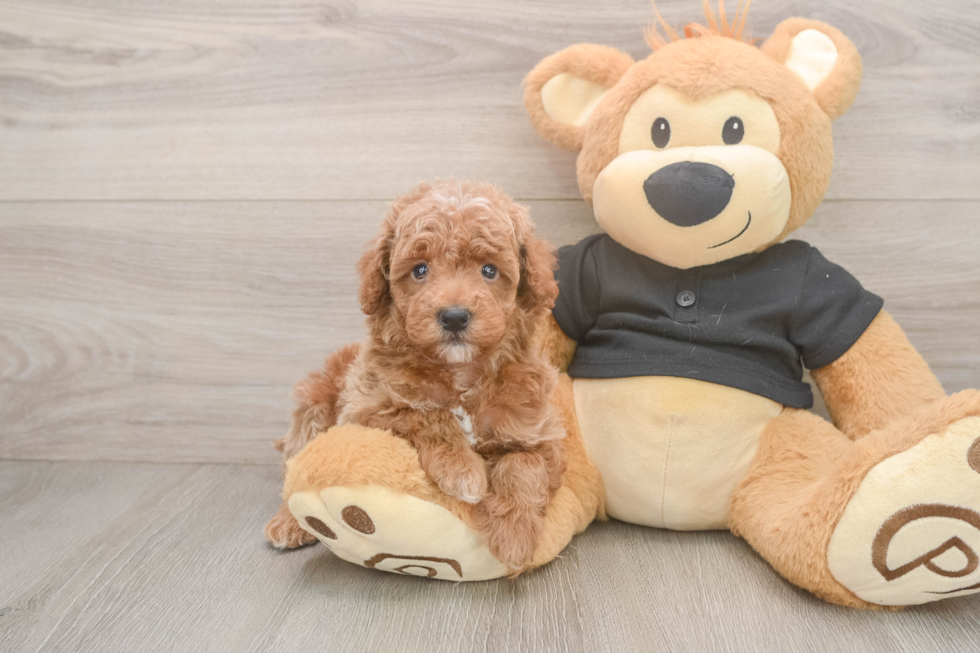 Akc Registered Poodle Baby