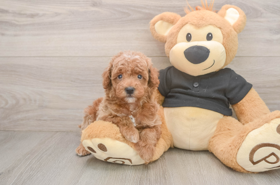 5 week old Poodle Puppy For Sale - Pilesgrove Pups