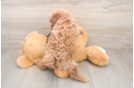 Little Poodle Baby