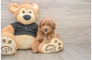 Best Poodle Baby