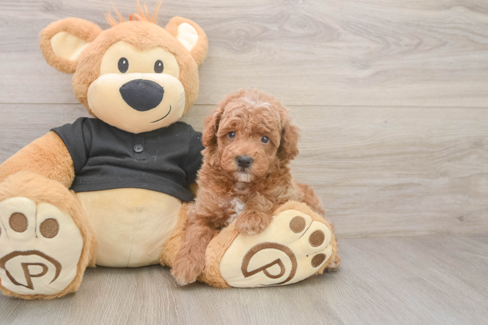 Best Poodle Baby