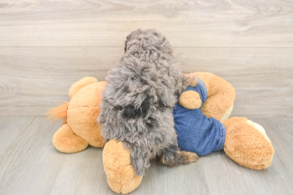 Poodle Puppy for Adoption