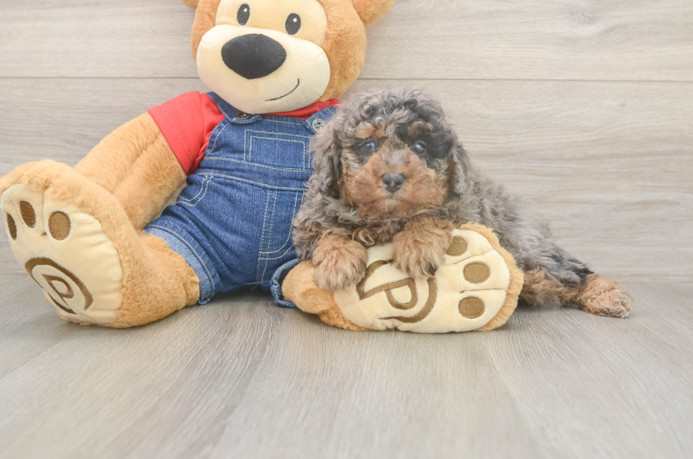 6 week old Poodle Puppy For Sale - Pilesgrove Pups