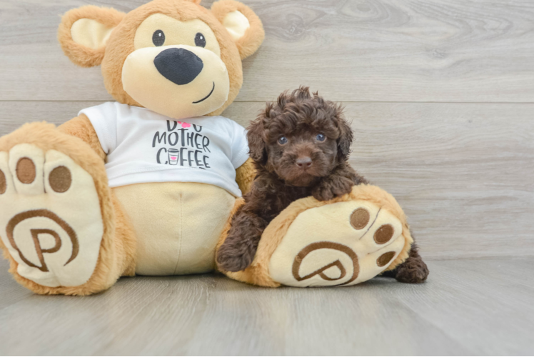 Best Poodle Baby