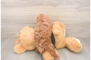 Friendly Poodle Purebred Pup
