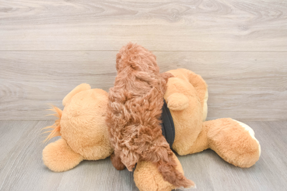Friendly Poodle Purebred Pup