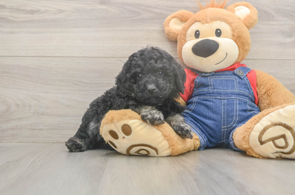 6 week old Poodle Puppy For Sale - Pilesgrove Pups