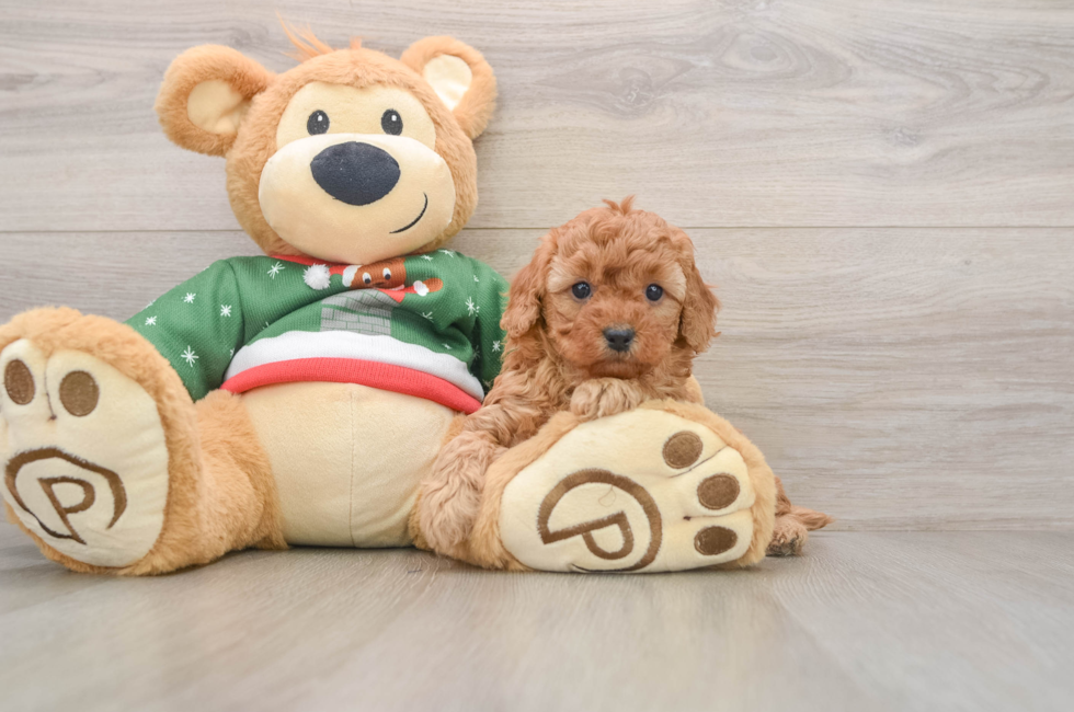 5 week old Poodle Puppy For Sale - Pilesgrove Pups