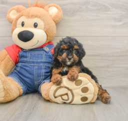 7 week old Poodle Puppy For Sale - Pilesgrove Pups