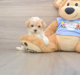 8 week old Poodle Puppy For Sale - Pilesgrove Pups