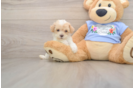 Happy Pudle Purebred Puppy
