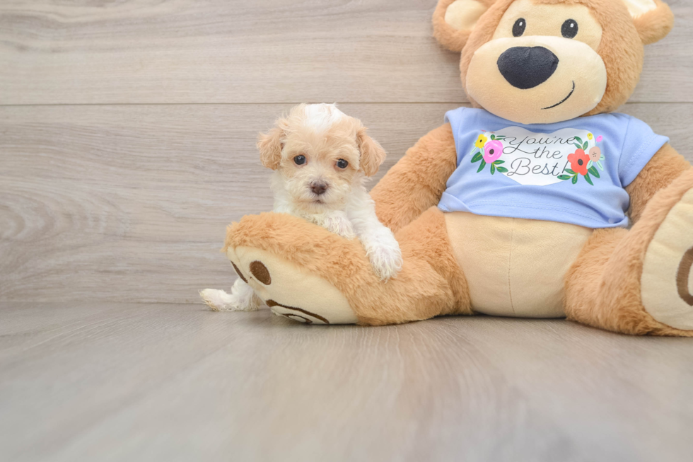 Happy Pudle Purebred Puppy