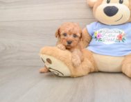 7 week old Poodle Puppy For Sale - Pilesgrove Pups