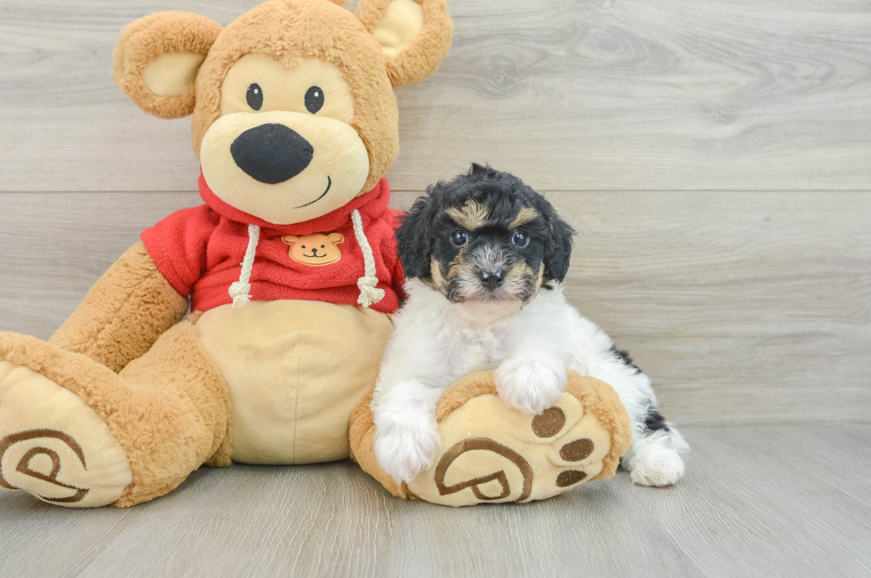 7 week old Poodle Puppy For Sale - Pilesgrove Pups