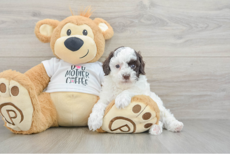 Poodle Puppy for Adoption