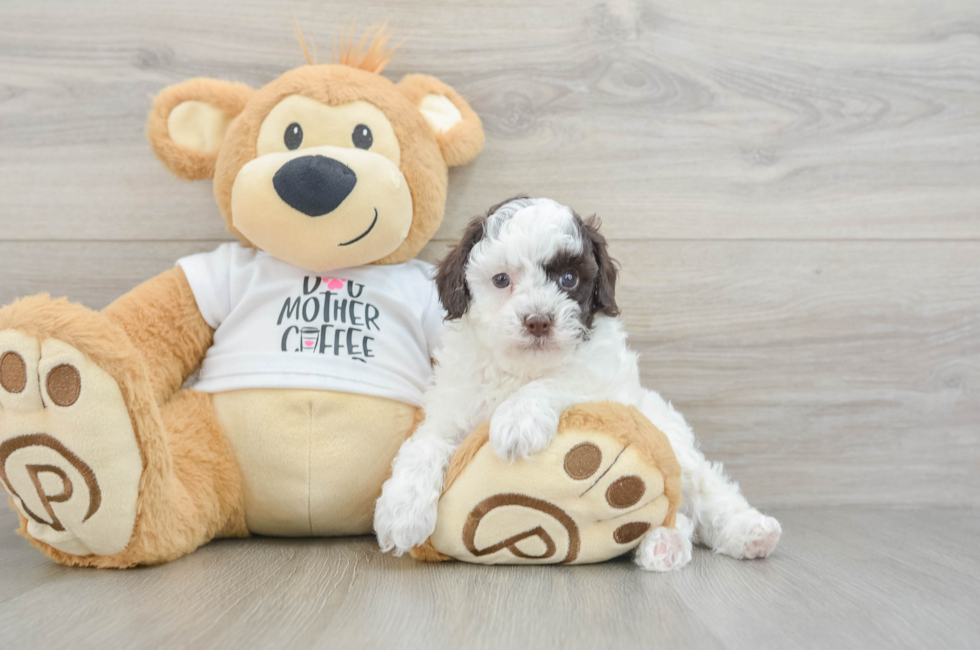 5 week old Poodle Puppy For Sale - Pilesgrove Pups