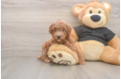 Popular Poodle Purebred Pup