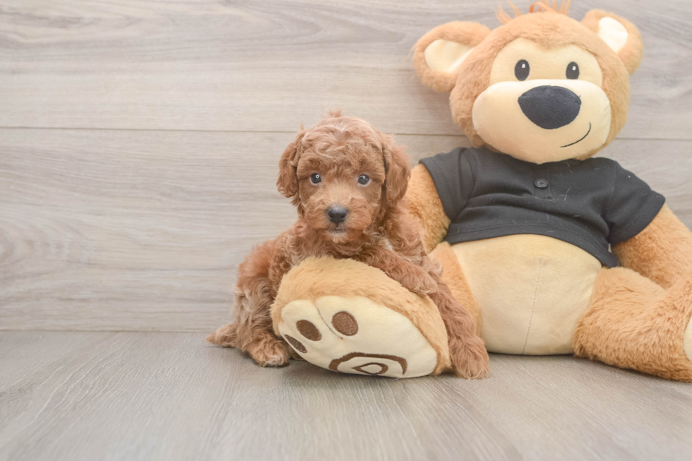 Popular Poodle Purebred Pup