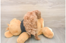 Poodle Puppy for Adoption