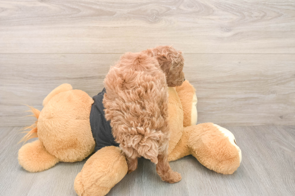 Poodle Puppy for Adoption