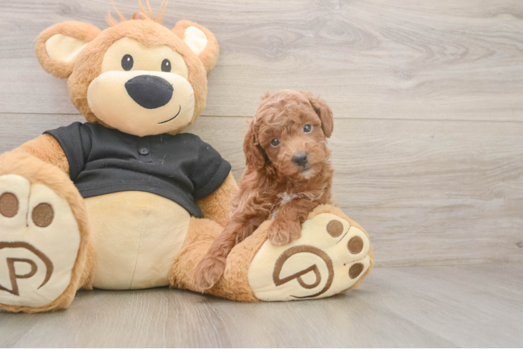 Petite Toy Poodle Purebred Puppy