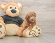 6 week old Poodle Puppy For Sale - Pilesgrove Pups