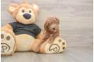 Petite Toy Poodle Purebred Puppy