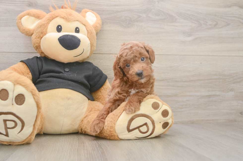 5 week old Poodle Puppy For Sale - Pilesgrove Pups