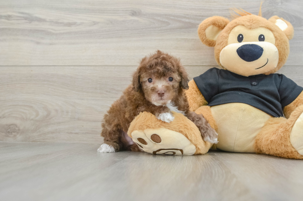 8 week old Poodle Puppy For Sale - Pilesgrove Pups