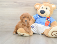 9 week old Poodle Puppy For Sale - Pilesgrove Pups