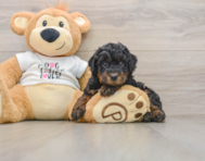 7 week old Poodle Puppy For Sale - Pilesgrove Pups