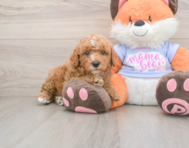 5 week old Poodle Puppy For Sale - Pilesgrove Pups