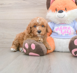 7 week old Poodle Puppy For Sale - Pilesgrove Pups