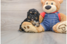 Cute Pooodle Purebred Puppy