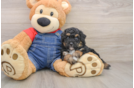 Playful Poodle Baby