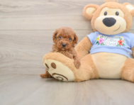 6 week old Poodle Puppy For Sale - Pilesgrove Pups