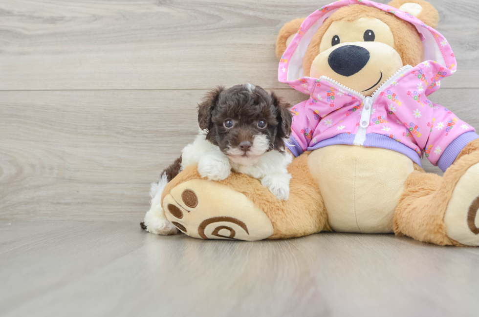 5 week old Poodle Puppy For Sale - Pilesgrove Pups