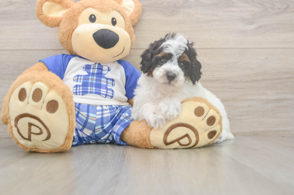 5 week old Poodle Puppy For Sale - Pilesgrove Pups