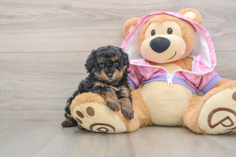 5 week old Poodle Puppy For Sale - Pilesgrove Pups