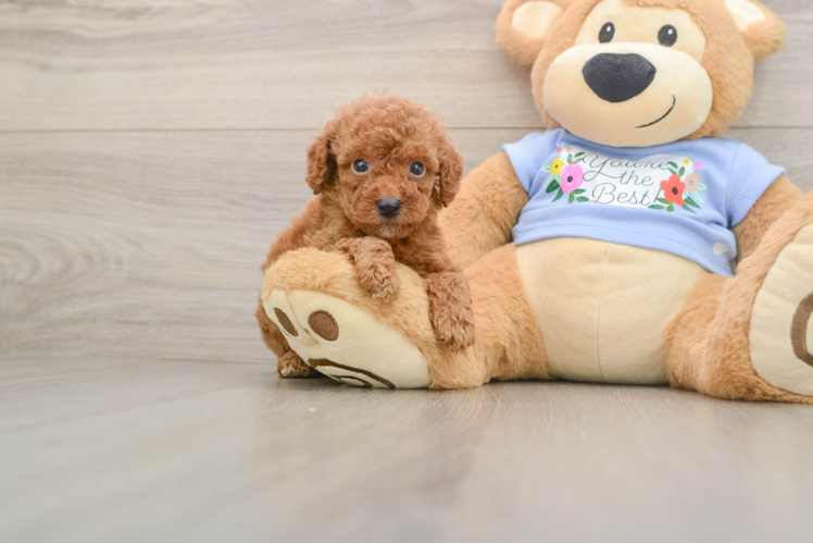 Hypoallergenic Poodle Baby