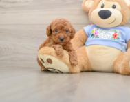 7 week old Poodle Puppy For Sale - Pilesgrove Pups