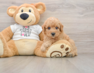 7 week old Poodle Puppy For Sale - Pilesgrove Pups