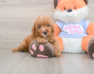 5 week old Poodle Puppy For Sale - Pilesgrove Pups