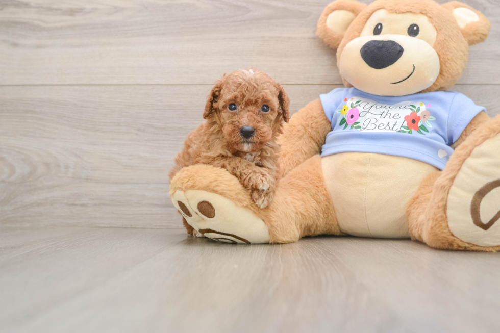 Poodle Puppy for Adoption