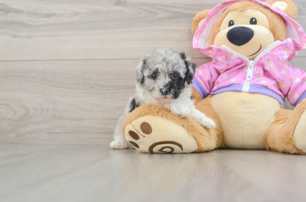 5 week old Poodle Puppy For Sale - Pilesgrove Pups