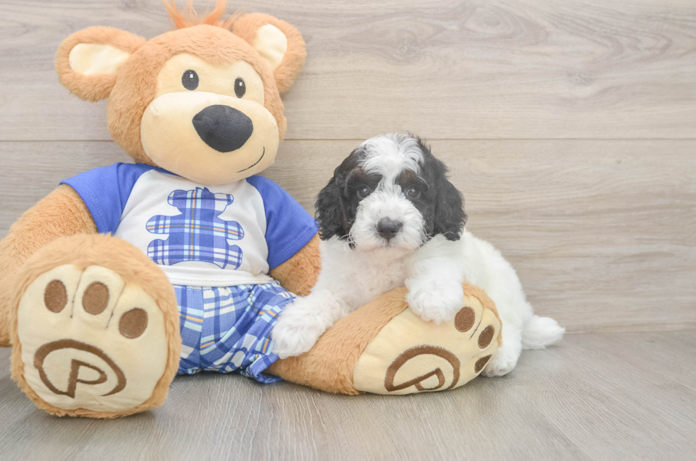 5 week old Poodle Puppy For Sale - Pilesgrove Pups